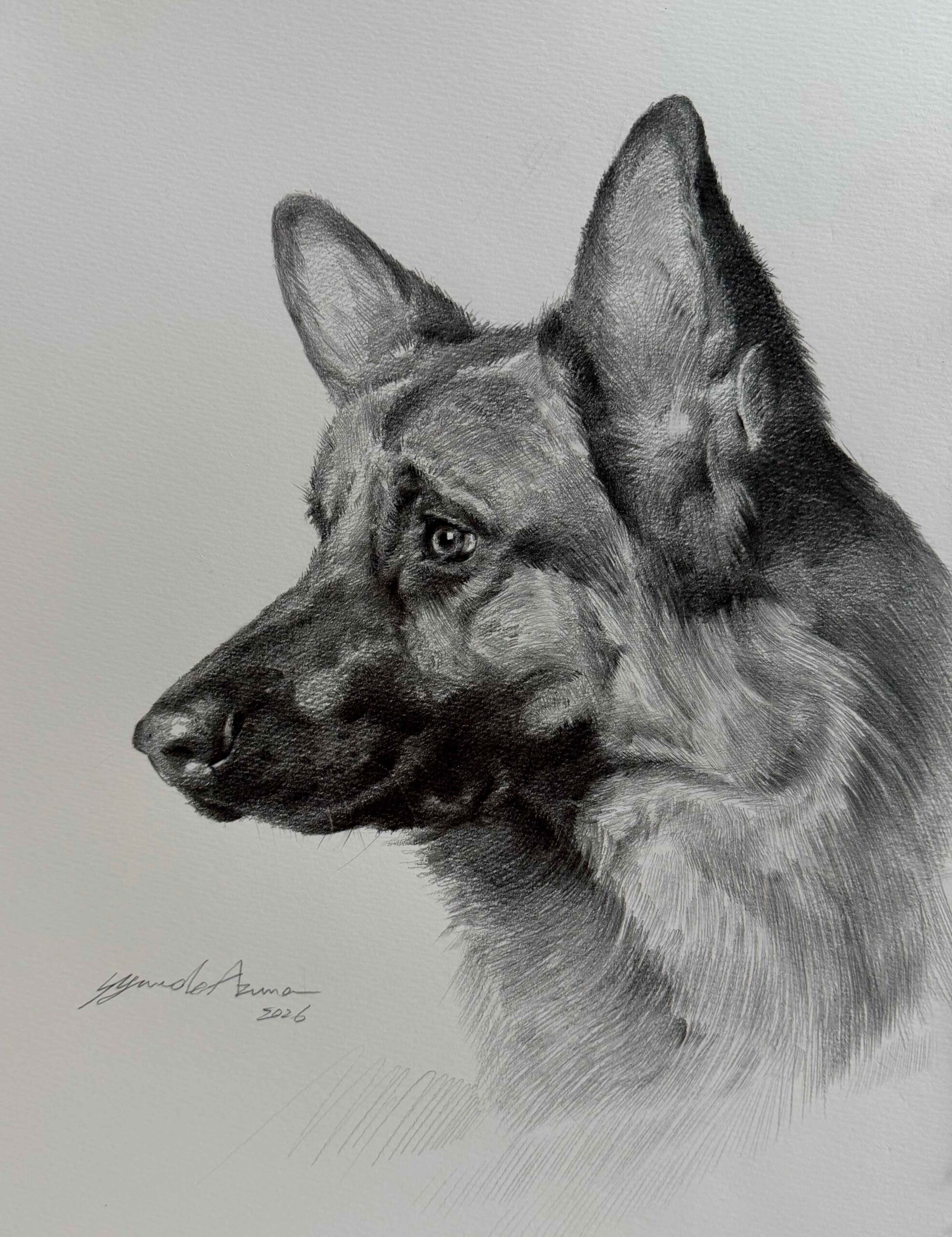 鉛筆素描デッサン：動物画(犬)の描き方 by 東俊達先生（AZUMAs式