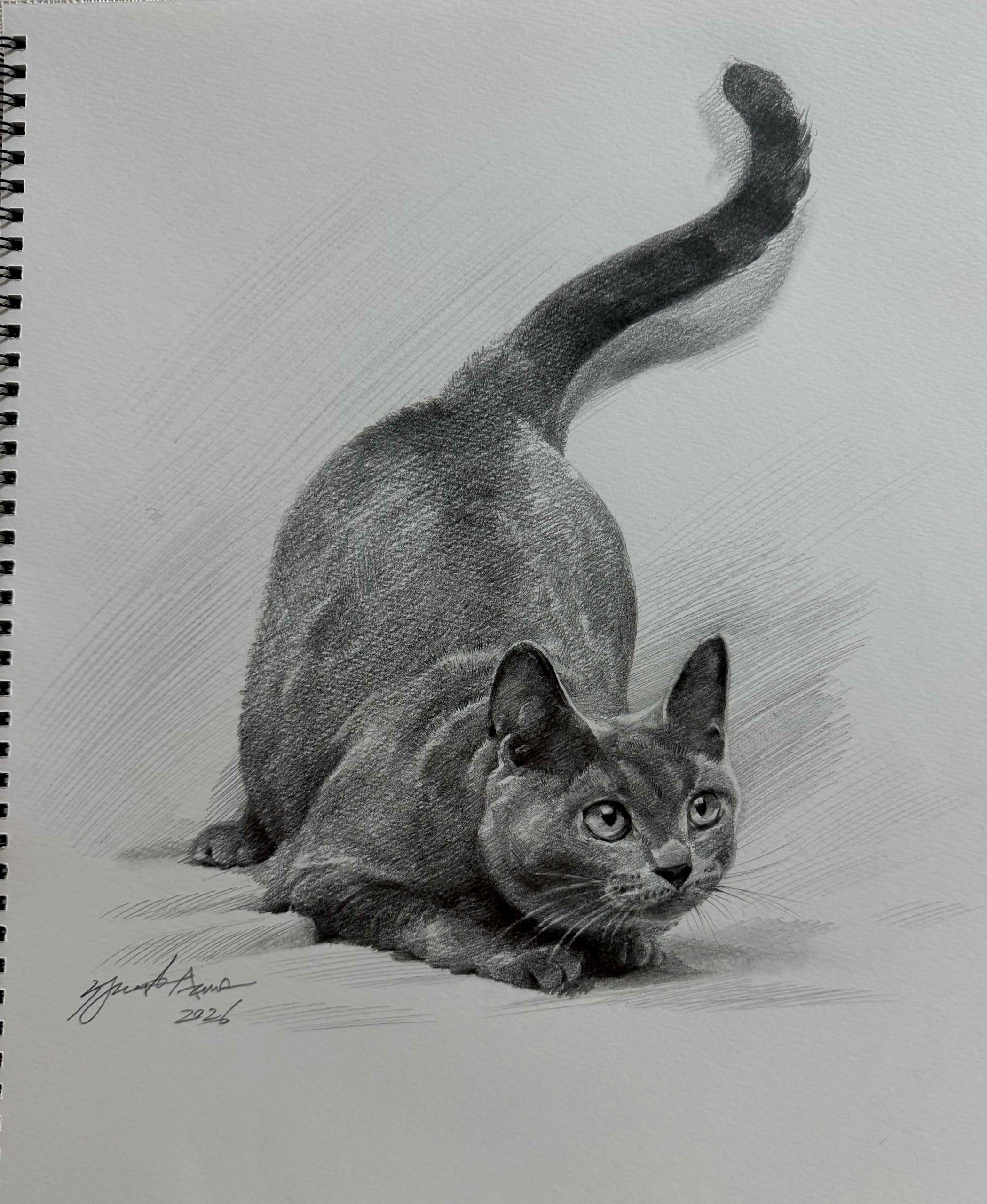 鉛筆素描デッサン：猫の描き方 by 東俊達先生（AZUMAs式デッサン